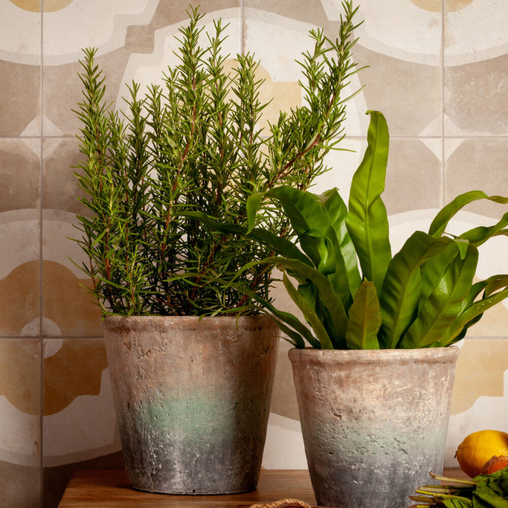 Peronda Farfalla Mustard
